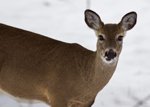 Beautiful isolated photo with a wild deer in the snowy forest