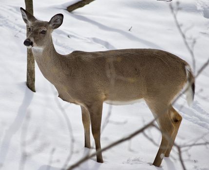 Beautiful isolated photo with a wild deer in the snowy forest