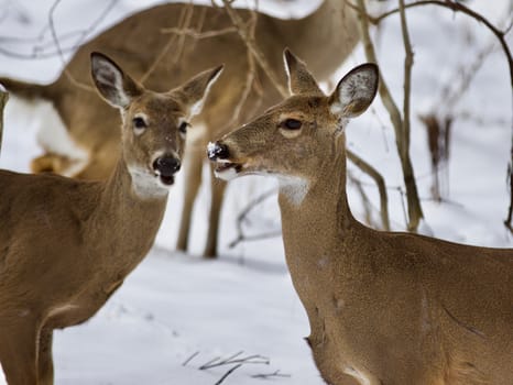 Beautiful isolated photo with a wild deer in the snowy forest