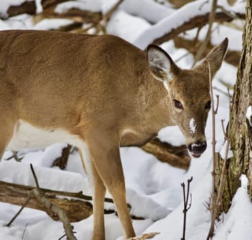 Beautiful isolated photo with a wild deer in the snowy forest