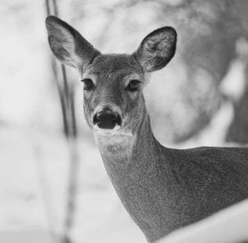 Beautiful isolated photo with a wild deer in the snowy forest