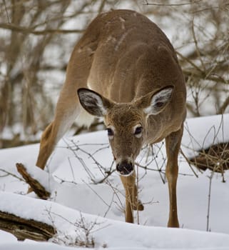 Beautiful isolated photo with a wild deer in the snowy forest