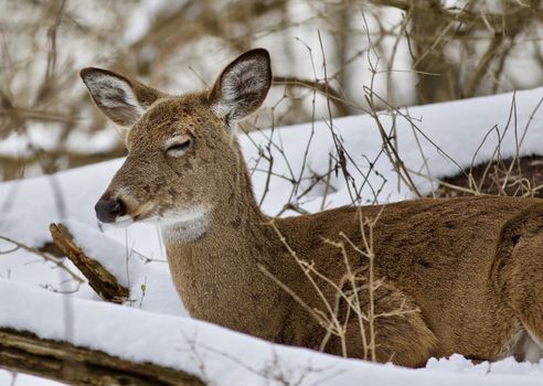 Beautiful isolated photo with a wild deer in the snowy forest