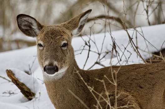 Beautiful isolated photo with a wild deer in the snowy forest