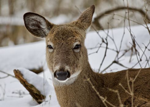 Beautiful isolated photo with a wild deer in the snowy forest