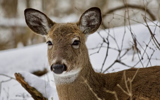 Beautiful isolated photo with a wild deer in the snowy forest