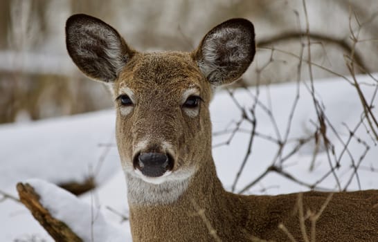 Beautiful isolated photo with a wild deer in the snowy forest