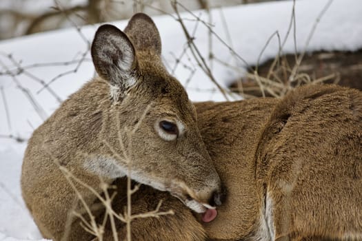 Beautiful isolated photo with a wild deer in the snowy forest