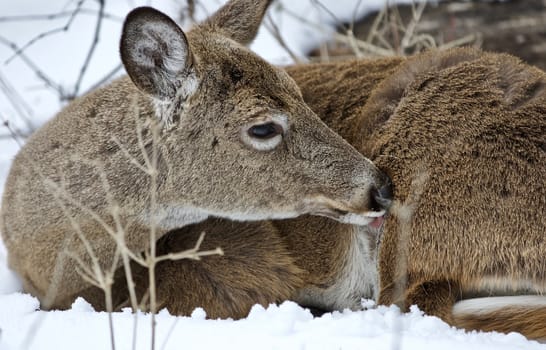 Beautiful isolated photo with a wild deer in the snowy forest