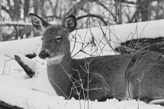 Beautiful isolated photo with a wild deer in the snowy forest