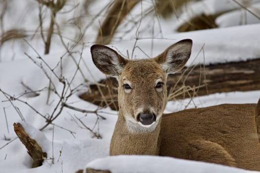 Beautiful isolated photo with a wild deer in the snowy forest