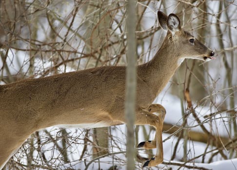 Beautiful isolated photo with a wild deer in the snowy forest