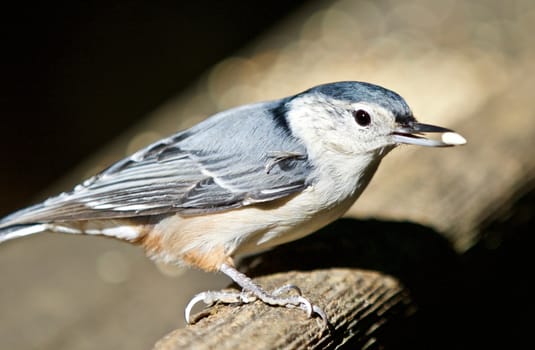 Beautiful isolated image with a white-breasted nuthatch bird