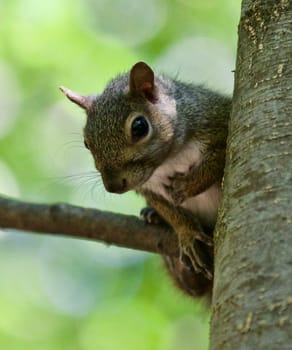 Beautiful isolated photo of a funny cute squirrel