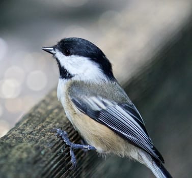 Beautiful isolated photo of a black-capped chickadee bird