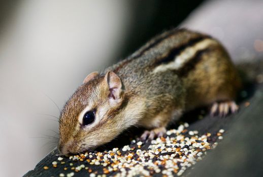 Beautiful isolated photo of a funny cute chipmunk