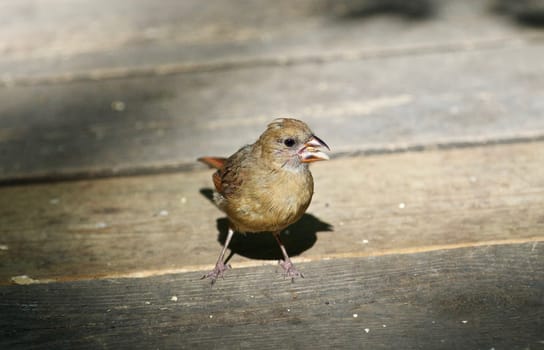 Beautiful image with a bird on the wooden floor