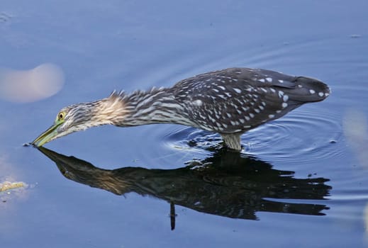 Photo of a funny black-crowned night heron standing on the shore