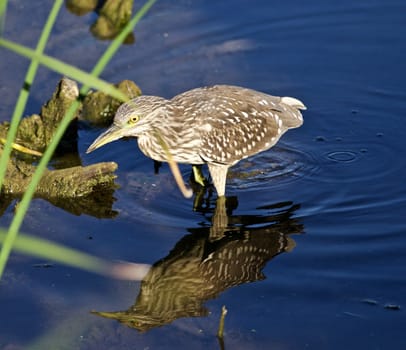 Photo of a funny black-crowned night heron standing on the shore