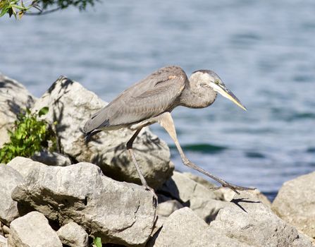 Beautiful photo of a great heron bird on the rock shore