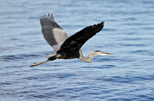 Photo of a great heron in flight near the water