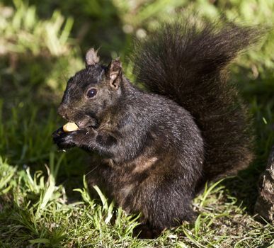 Beautiful isolated photo of a black squirrel