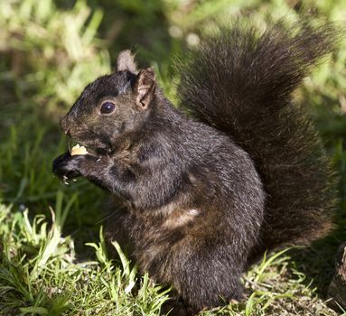 Beautiful isolated photo of a black squirrel