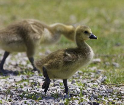Beautiful isolated photo of chicks of the Canada geese walking through the field