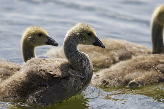 Beautiful isolated photo of chicks of the Canada geese swimming in the lake