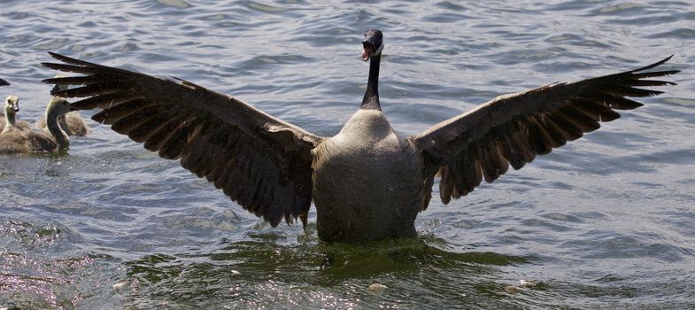 Beautiful isolated photo of a Canada goose