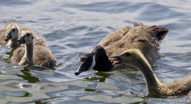 Beautiful isolated photo of chicks of the Canada geese swimming in the lake