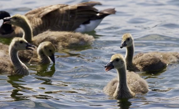 Beautiful isolated photo of chicks of the Canada geese swimming in the lake