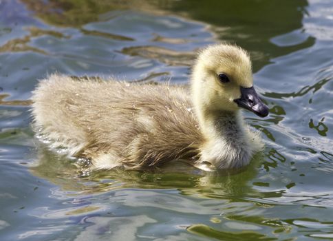 Beautiful isolated photo of chicks of the Canada geese swimming in the lake