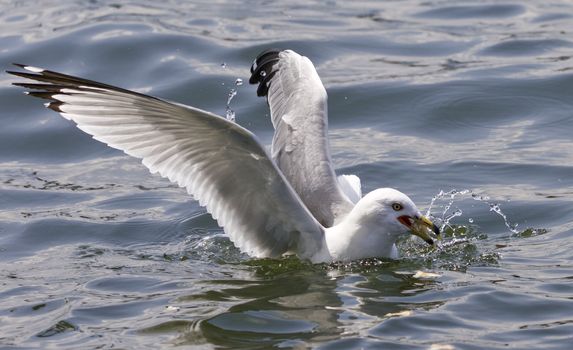 Beautiful isolated photo of the gulls