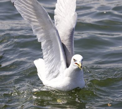 Beautiful isolated photo of the gulls