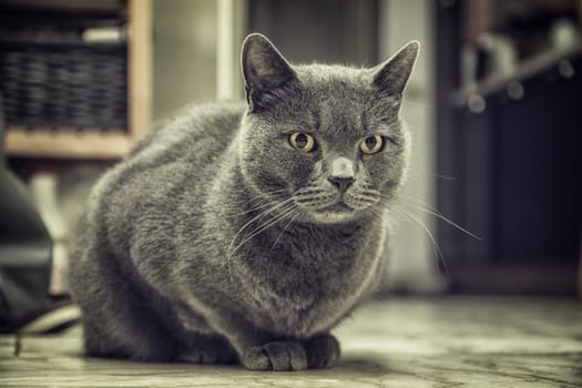 Gray cat sitting on the floor at home and looking to a side. Horizontal indoors shot