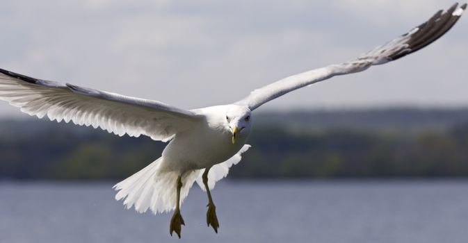 Beautiful isolated photo of the gulls