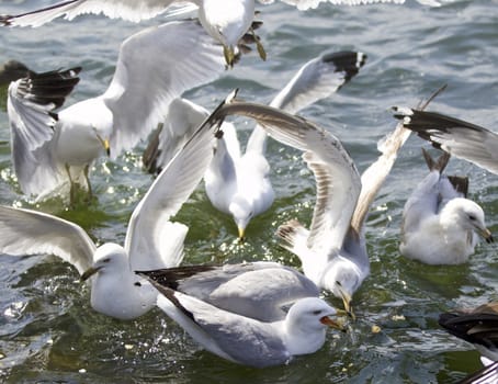 Beautiful isolated photo of the gulls