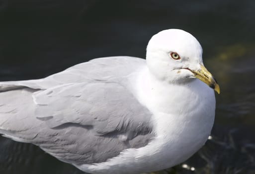 Beautiful isolated photo of a gull