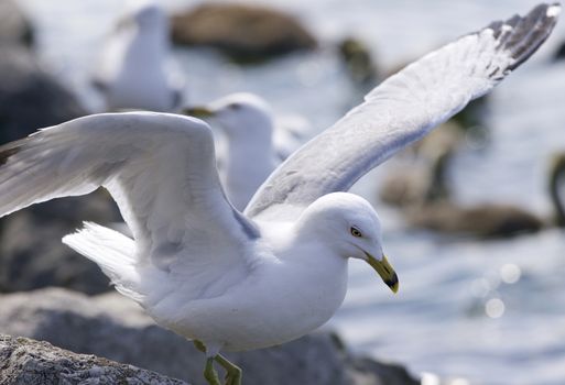 Beautiful isolated photo of the gulls