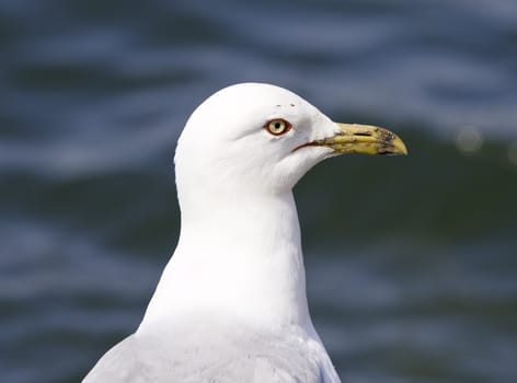 Beautiful isolated photo of a gull