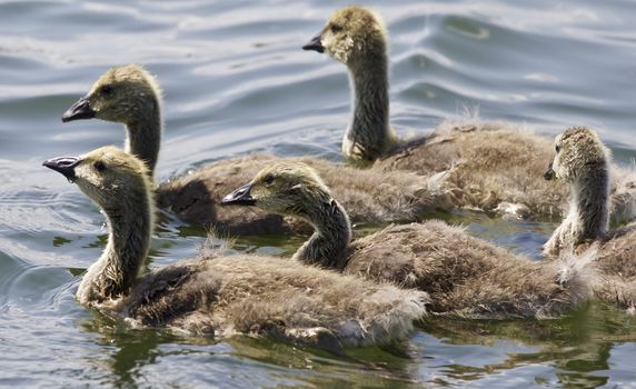 Beautiful isolated photo of chicks of the Canada geese swimming in the lake