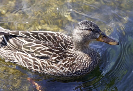 Beautiful background with a duck