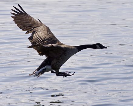 Beautiful isolated photo of a Canada goose taking off from the water