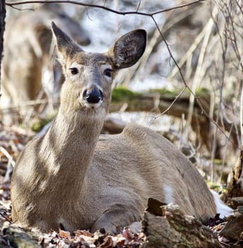 Beautiful isolated photo of wild deer in the forest