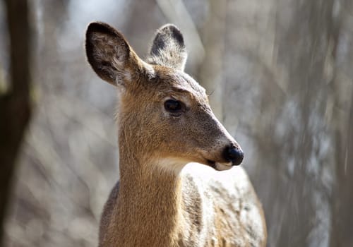 Beautiful isolated photo of wild deer in the forest