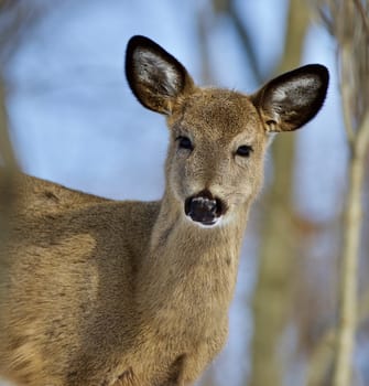 Beautiful isolated photo of wild deer in the forest