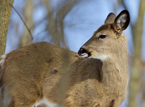 Beautiful isolated photo of wild deer in the forest