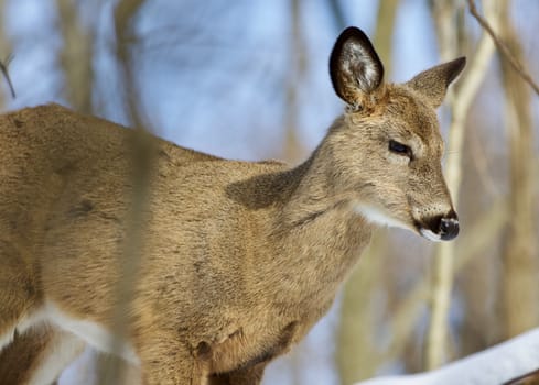 Beautiful isolated photo of wild deer in the forest