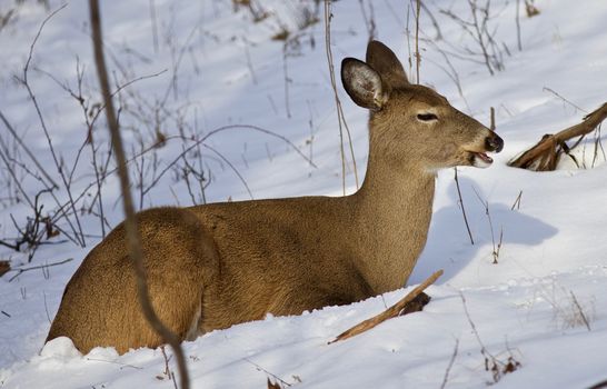 Beautiful isolated photo of wild deer in the forest on the snow